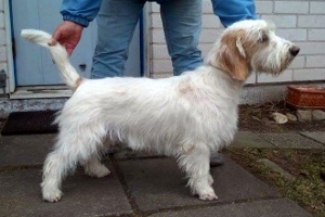 Lasse