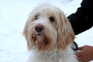 Lasse