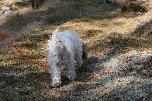 Pikkala