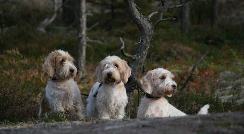 Trio